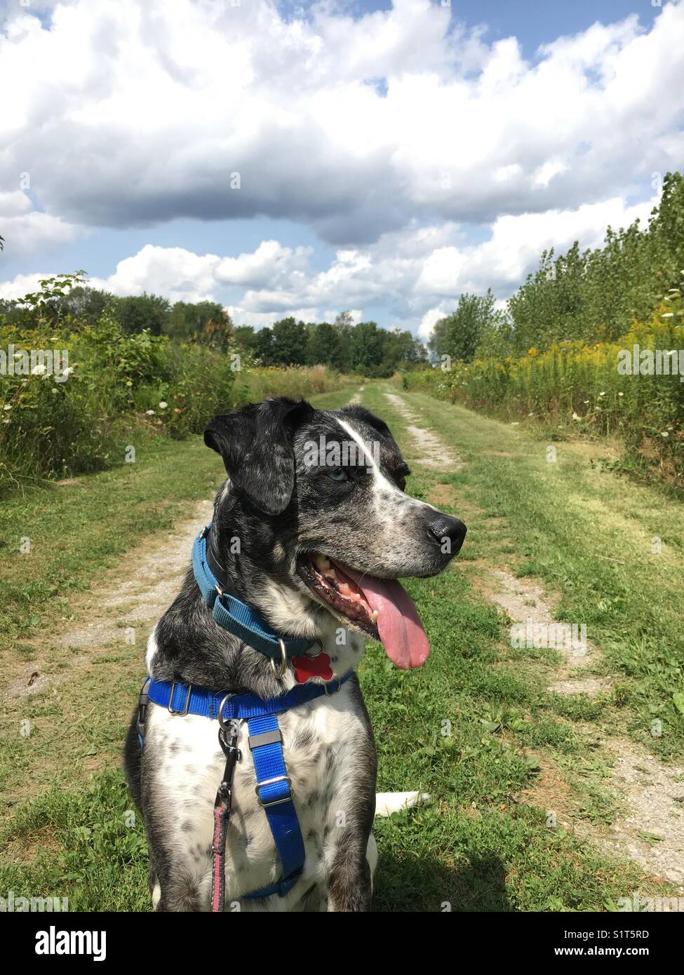 Gerne gemischte Rasse Hund auf dem Spaziergang durch ein Feld Stockfoto