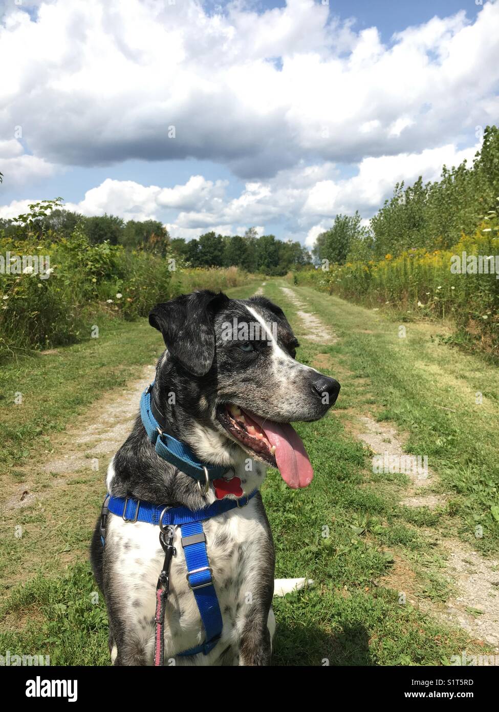 Glücklicher Mischlingshund auf einem Spaziergang durch ein Feld - Smartphone-aufgenommenes Stockfoto