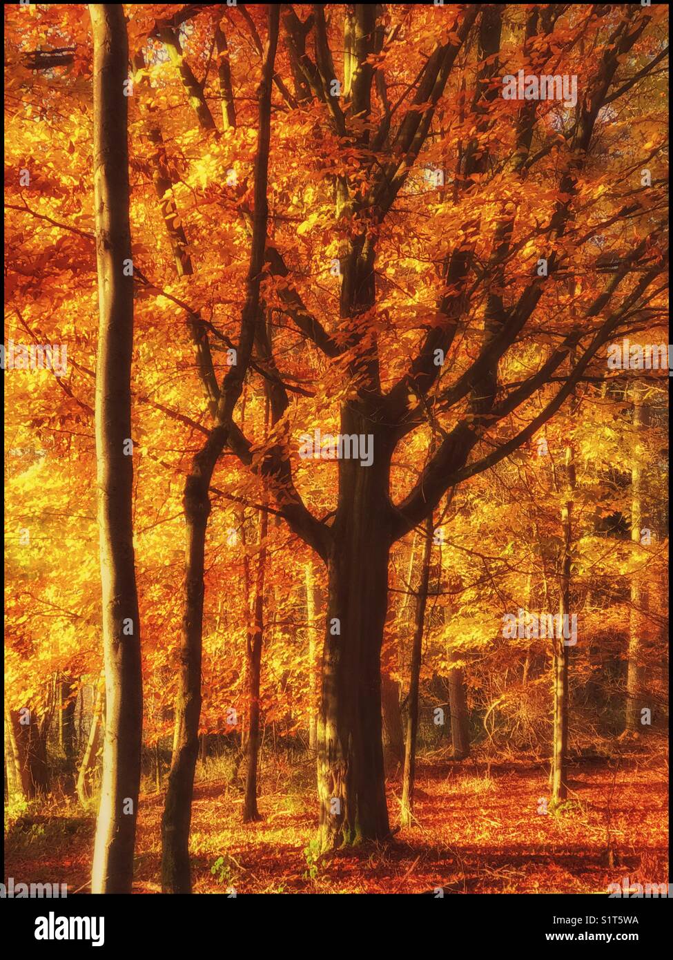 Eine Waldszene an einem Herbstmorgen kurz nach Sonnenaufgang. Die goldenen Farben des Herbstes werden durch die Wärme des Sonnenaufgangs gemildert. Ein Bild mit mehreren Verwendungen. Foto © - COLIN HOSKINS. - Smartphone-aufgenommenes Stockfoto