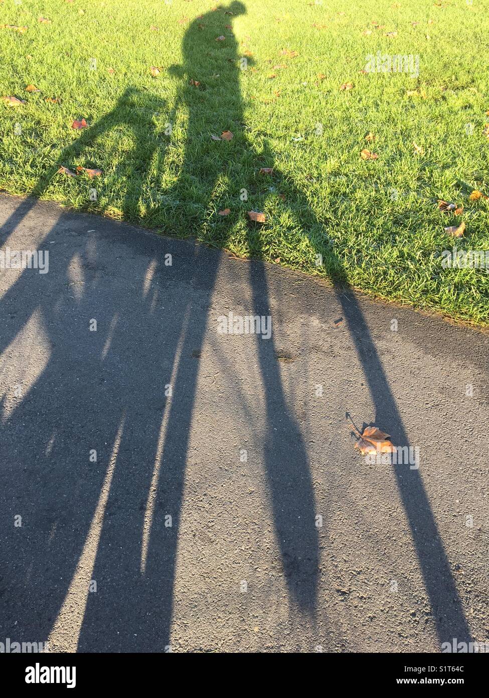 November lange Schatten einer Person auf einem Fahrrad teilweise auf dem Gehweg und teilweise auf dem Rasen. Stockfoto