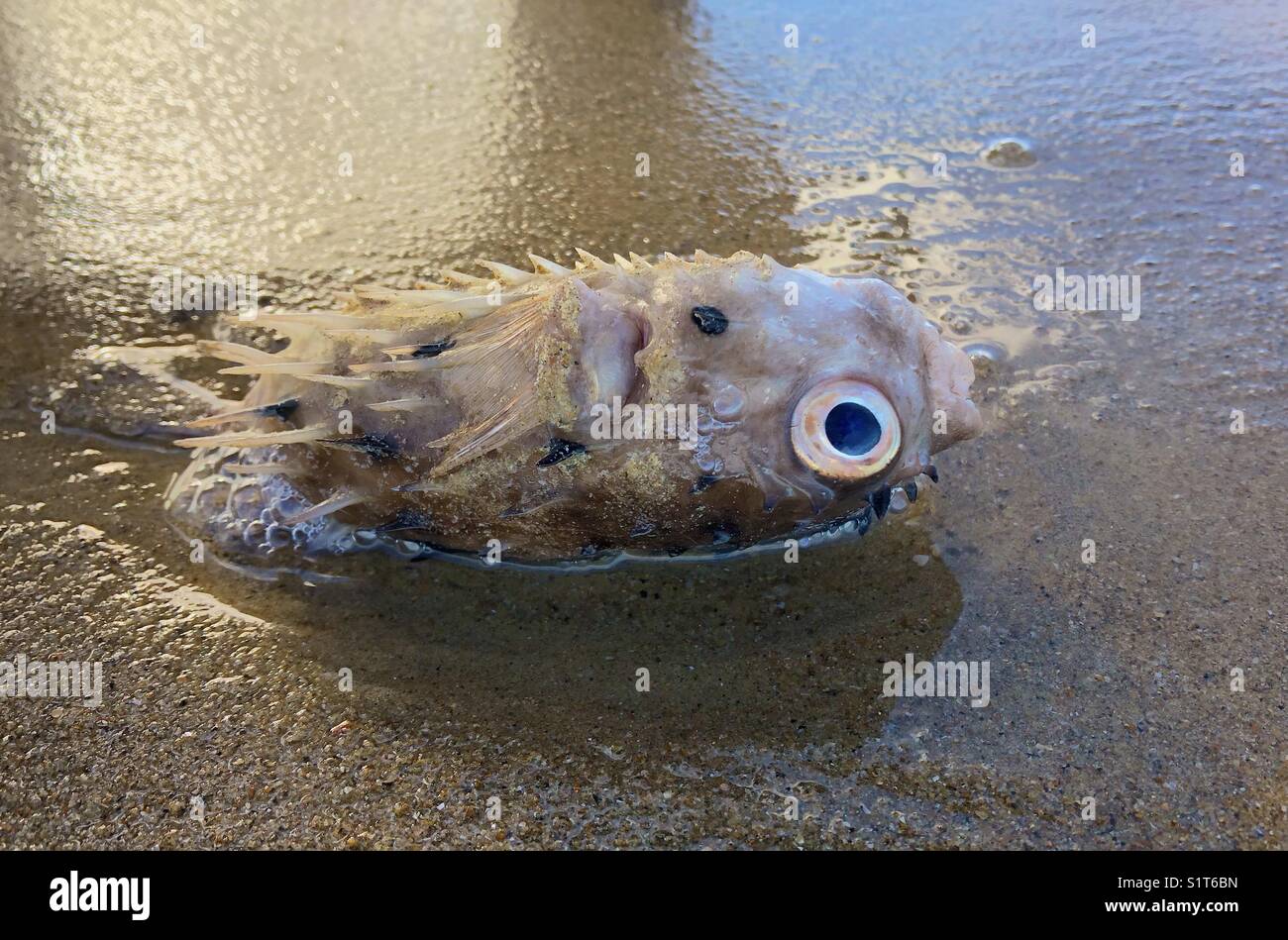 Schlanke stacheln -Fotos und -Bildmaterial in hoher Auflösung – Alamy