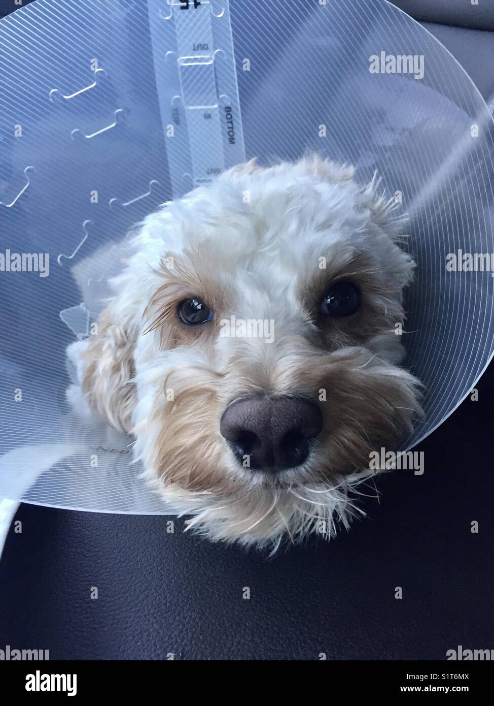 Ein kleiner weißer Hund, der einen konischen Schutzkragen trägt - Smartphone-aufgenommenes Stockfoto