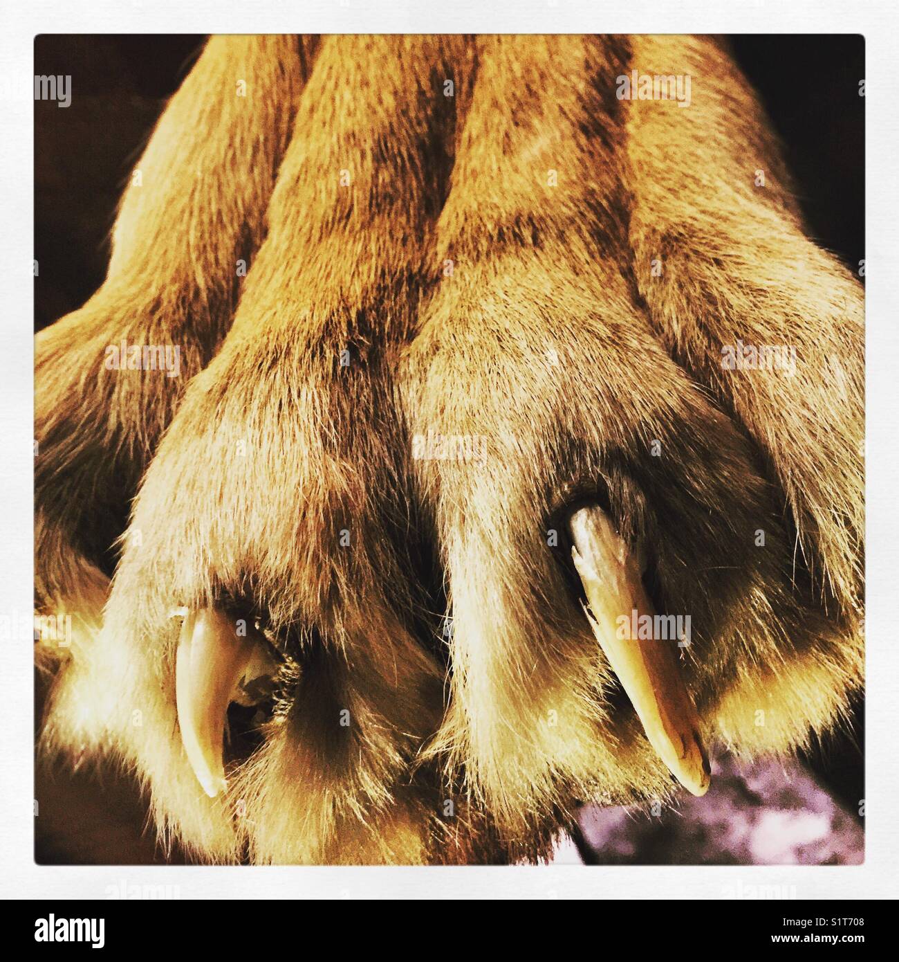 Gefüllte Tigerpfote Stockfoto