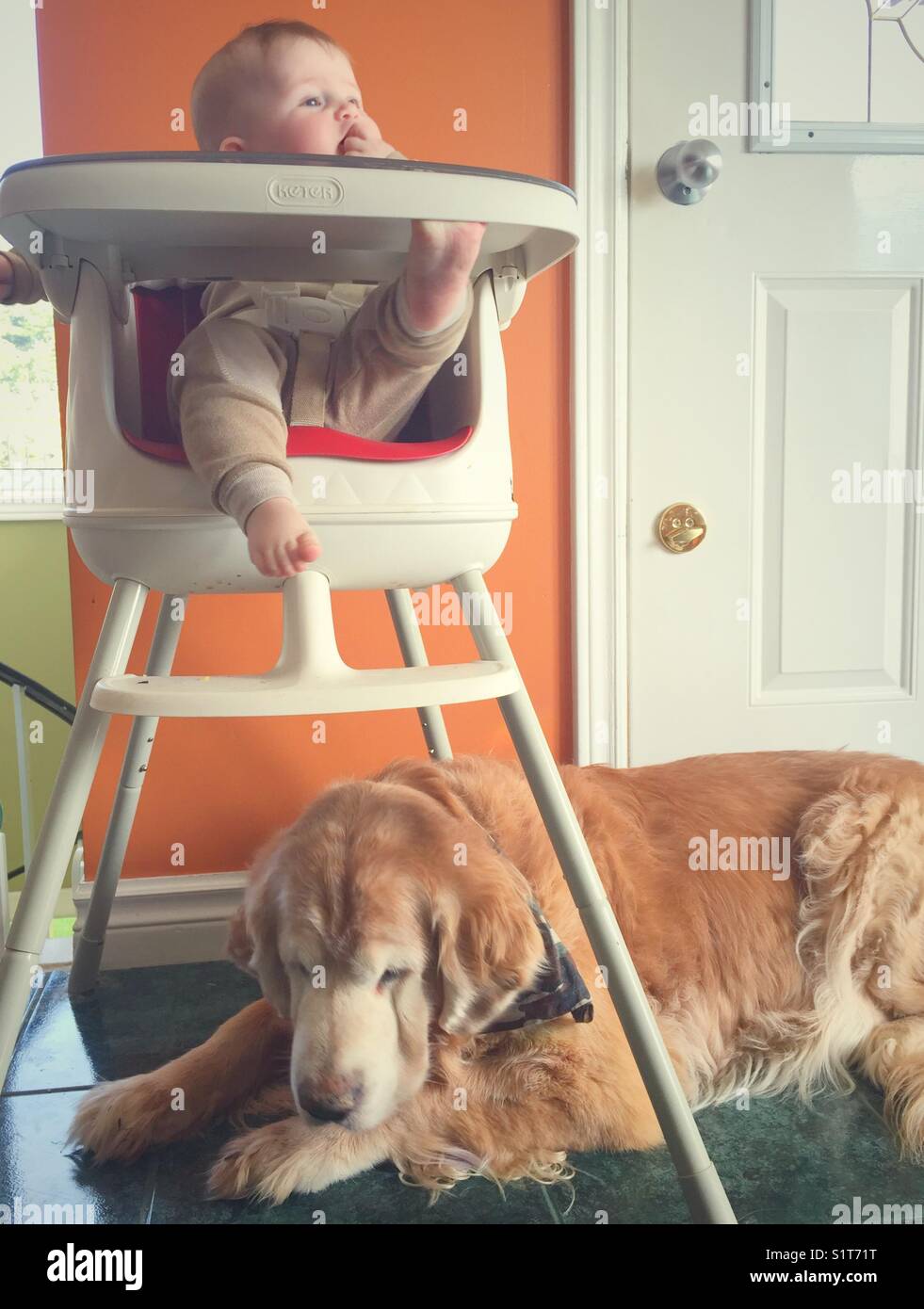 Das Baby isst im Hochstuhl mit dem Golden Retriever des Haustiers unten und wartet darauf, dass das Essen unter den Boden fällt Stockfoto