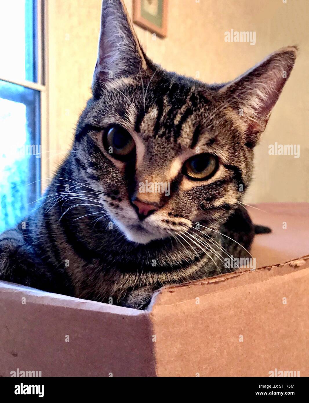 Portrait von wunderschönen tabby Katze mit wunderschönen goldenen Augen und markanten Streifen Stockfoto