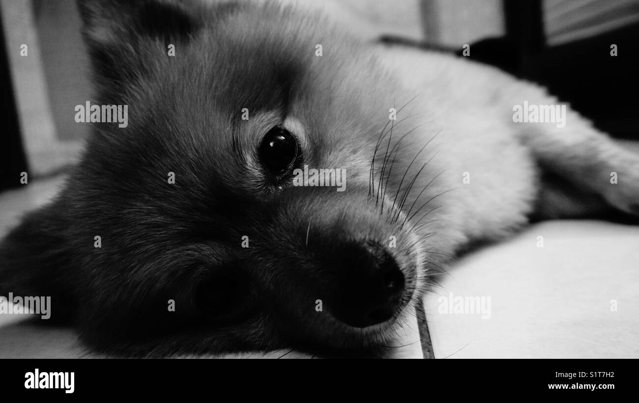 Schwarzweiß-Bild von meinem Hund. cutie. Stockfoto