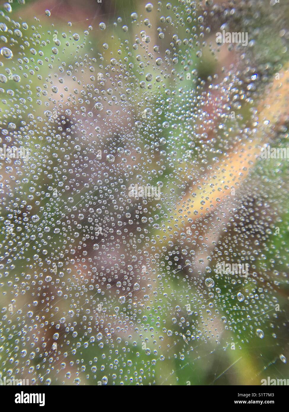 Wassertropfen auf Spinnennetz Stockfoto