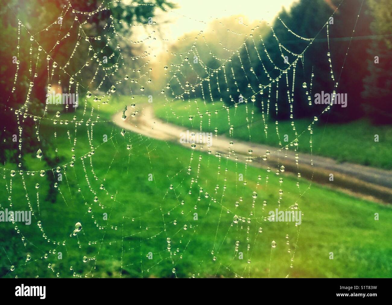 Spinnennetz mit Tautropfen bei Sonnenuntergang. - Smartphone-aufgenommenes Stockfoto