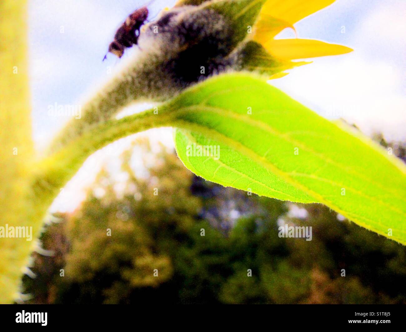 Träge fliegen auf Fading Sonnenblume Stockfoto