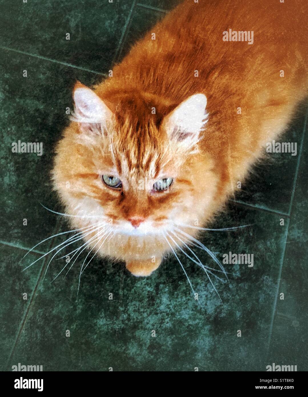Orangefarbene, langhaarige Tabby-Katze mit grünen Augen auf grünem Boden, die nach oben blickt - Smartphone-aufgenommenes Stockfoto