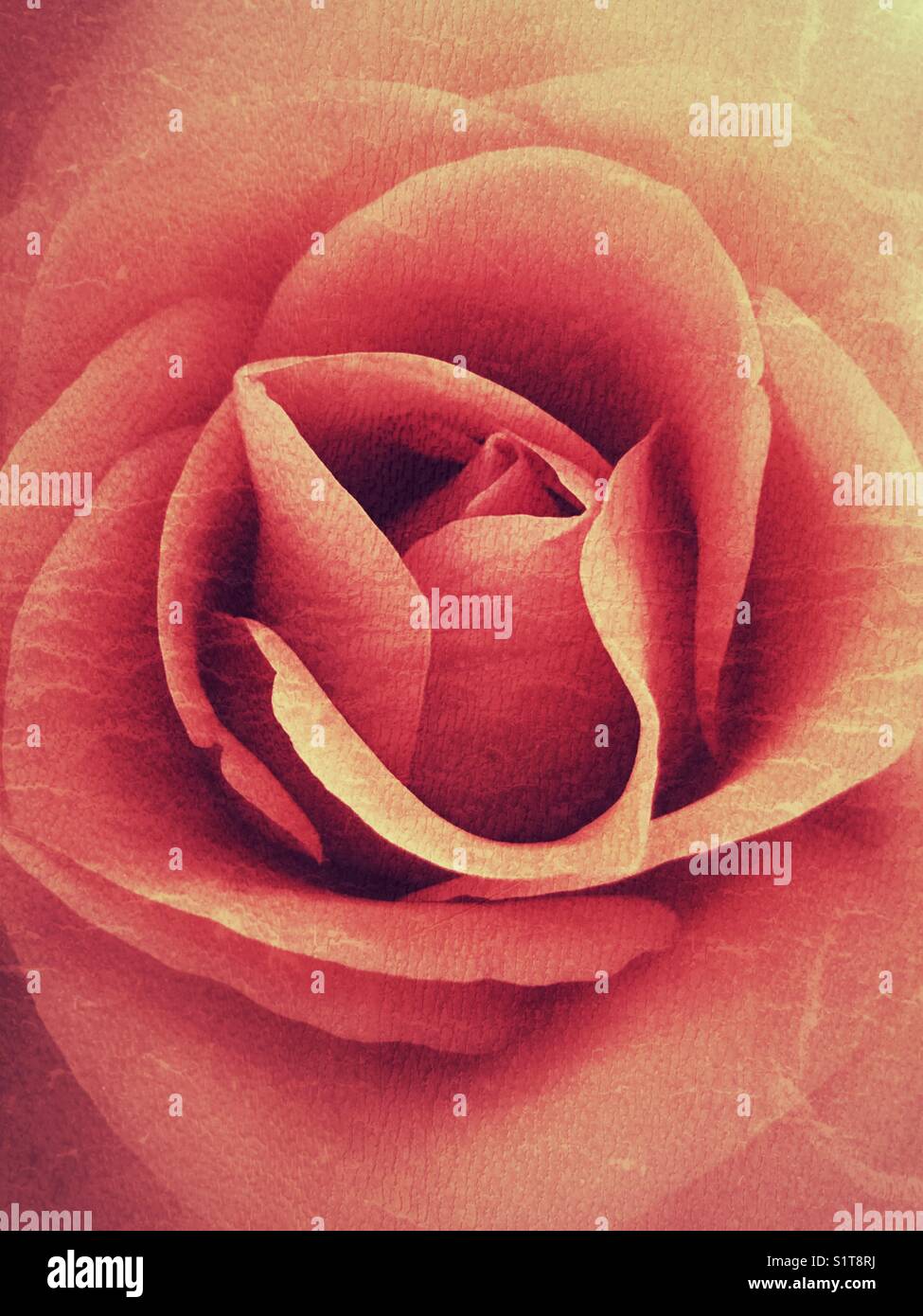 Orange Grunge Rose Blume Stockfoto
