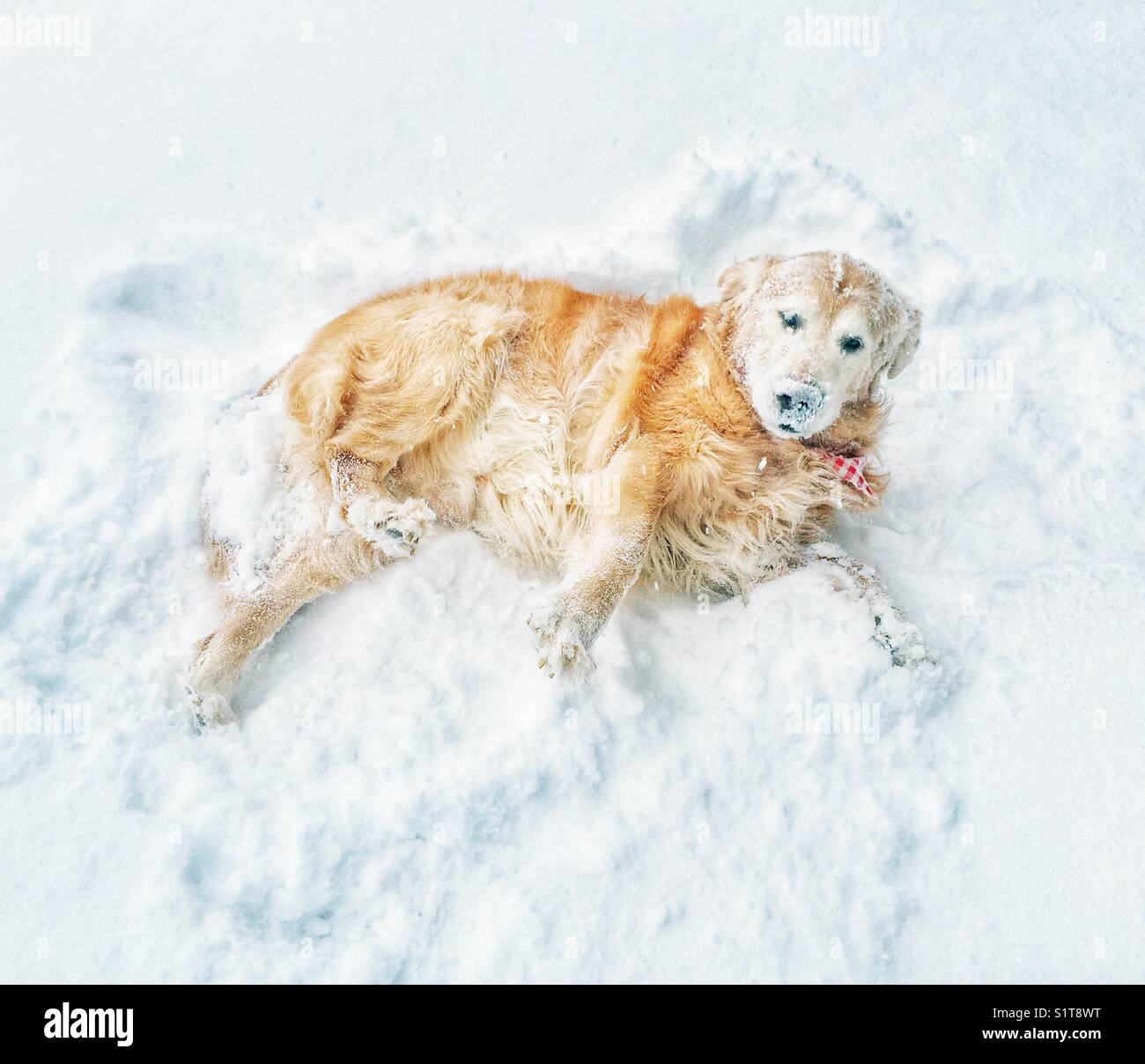 Golden Retriever Hund bedeckt mit Schnee, während er darin liegt, nachdem er darin gerollt ist - Smartphone-aufgenommenes Stockfoto