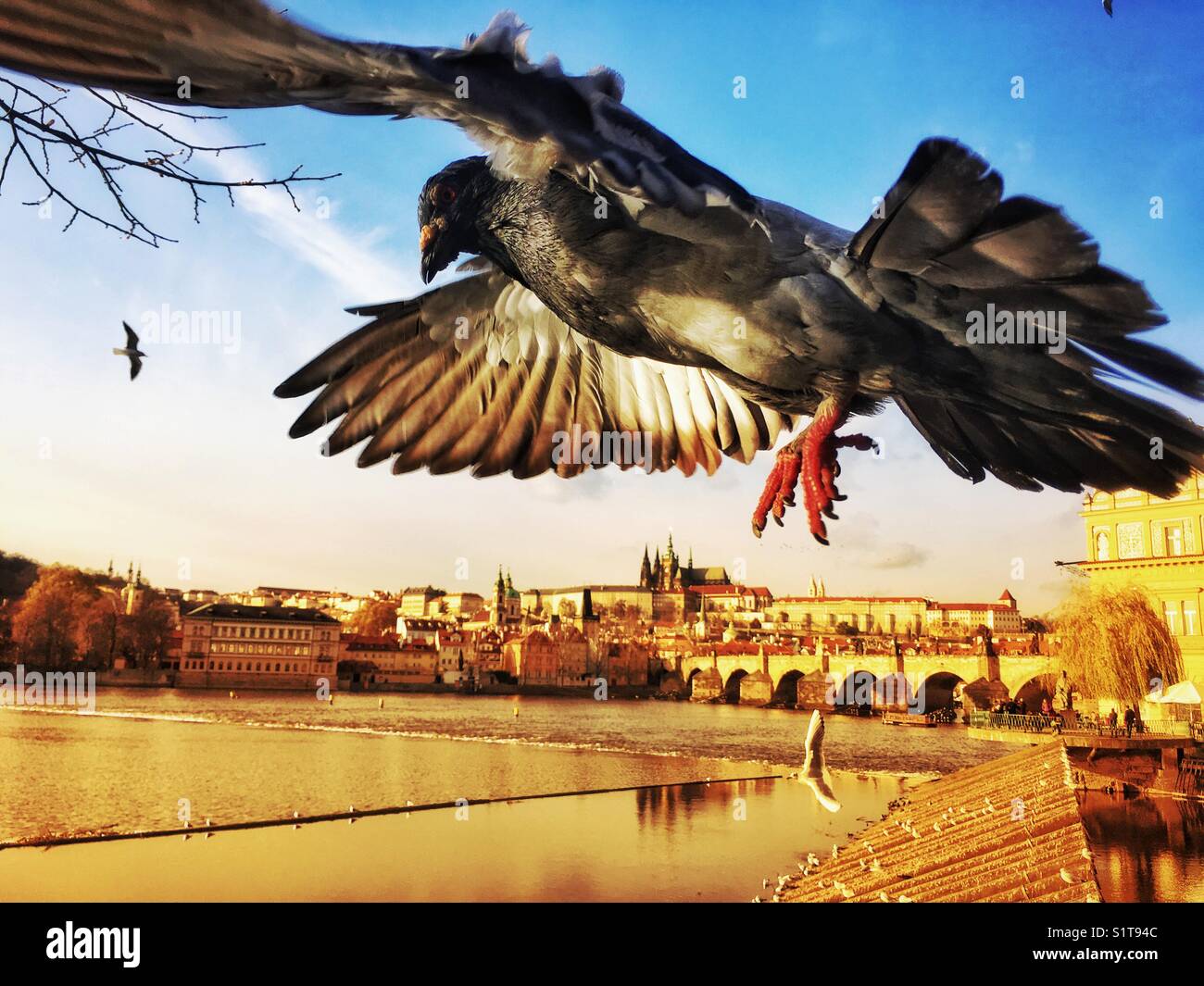Fliegender Taubenvogel aus nächster Nähe, Prager Panorama - Smartphone-aufgenommenes Stockfoto