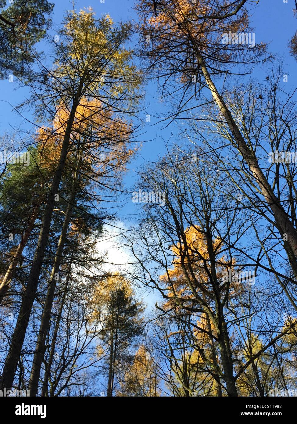 Lärchen gegen einen blauen sonnigen Himmel im Winter. Stockfoto