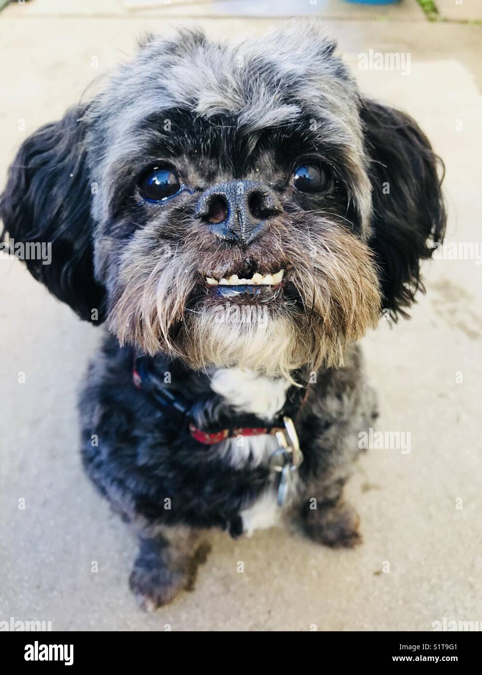 Ein kleiner Hund mit einem unterbiss Stockfotografie Alamy