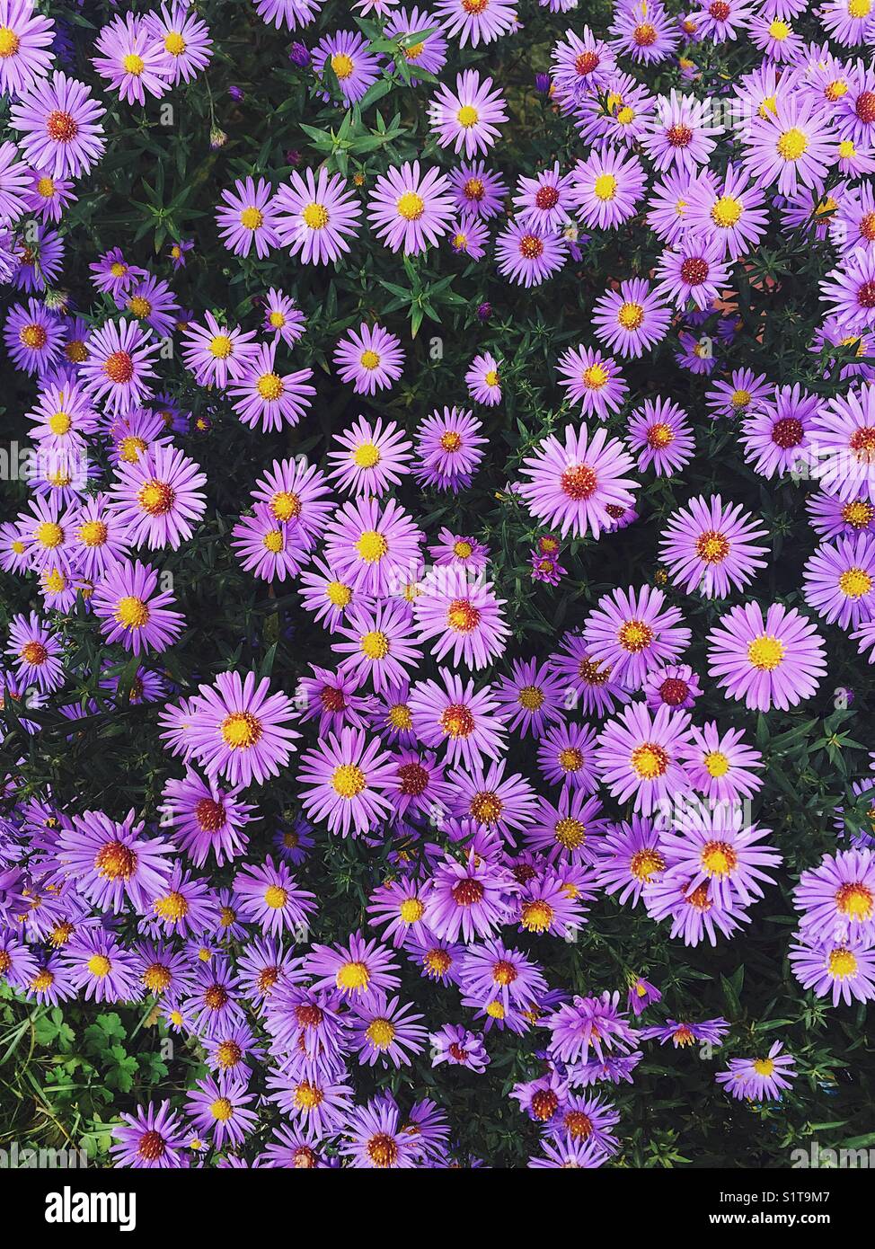 Violett Garten Blumen Stockfoto