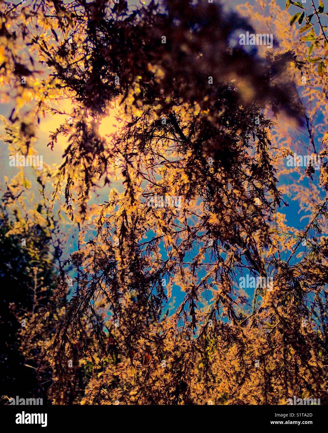 Goldenen Glanz des Sonnenlichtes auf falschen willow Wedel Stockfoto