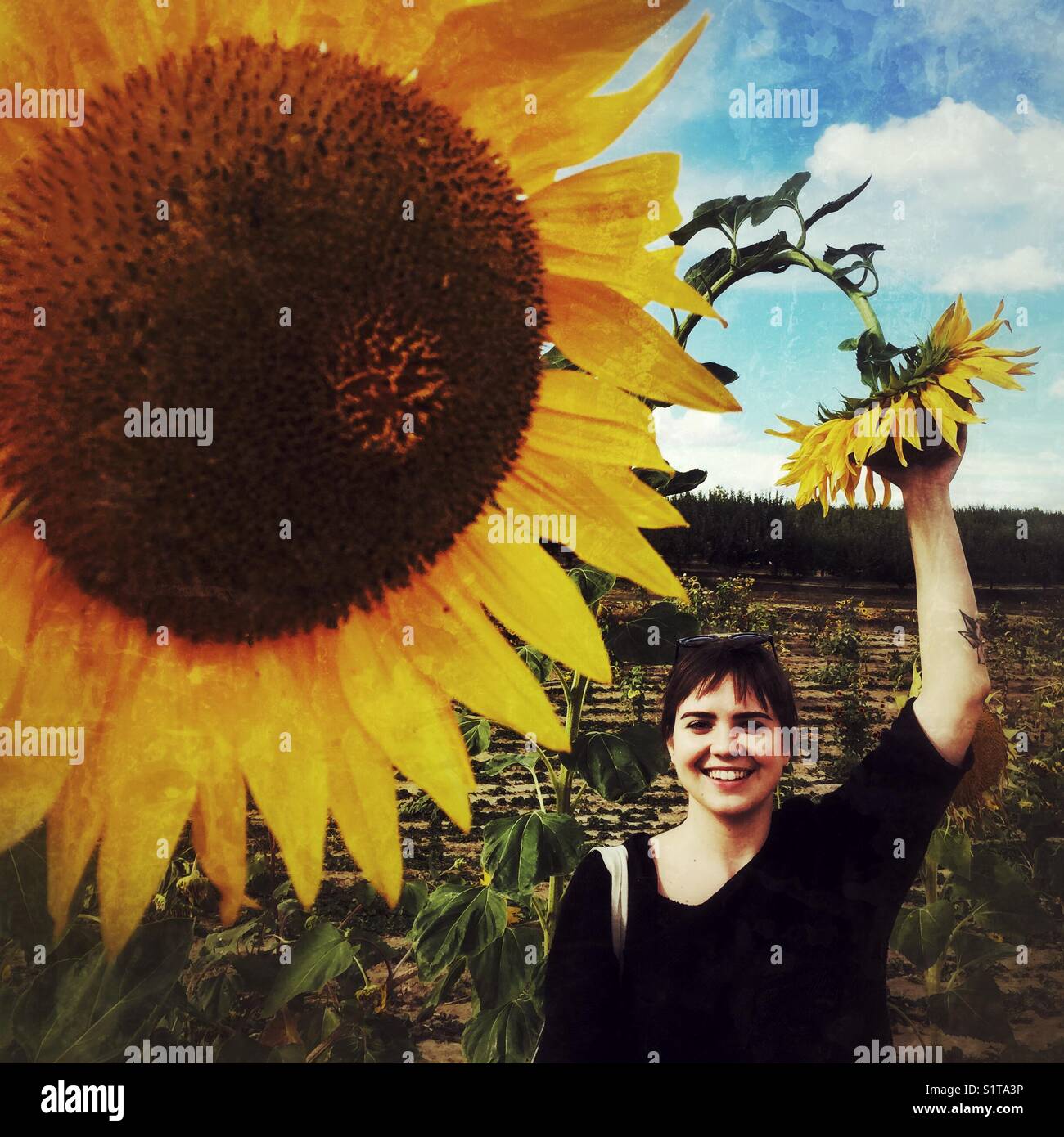 23 Jahre alte Frau im Sonnenblumenfeld - Smartphone-aufgenommenes Stockfoto