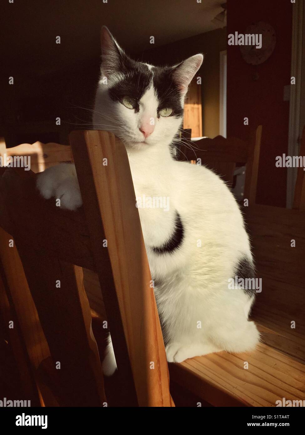 Weiße Katze mit schwarzen Markierungen sitzen am Tisch mit Tatzen auf Stuhl in der Sonne gehockt Stockfoto
