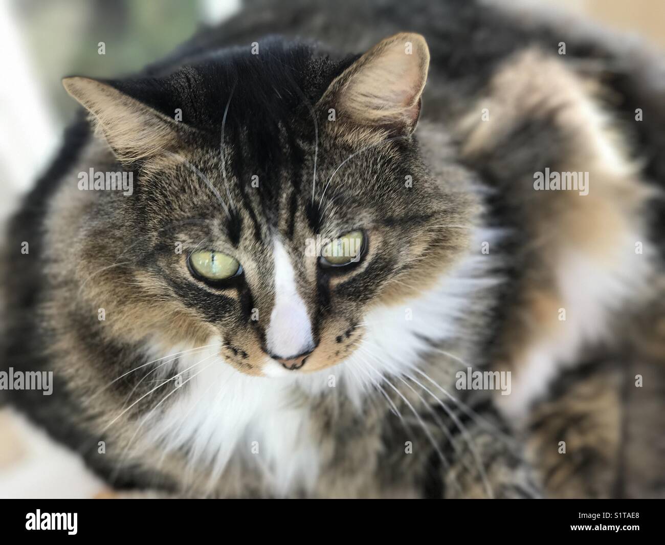 Schöne langhaarige Indoor männliche Katze mit grünen Augen Stockfoto