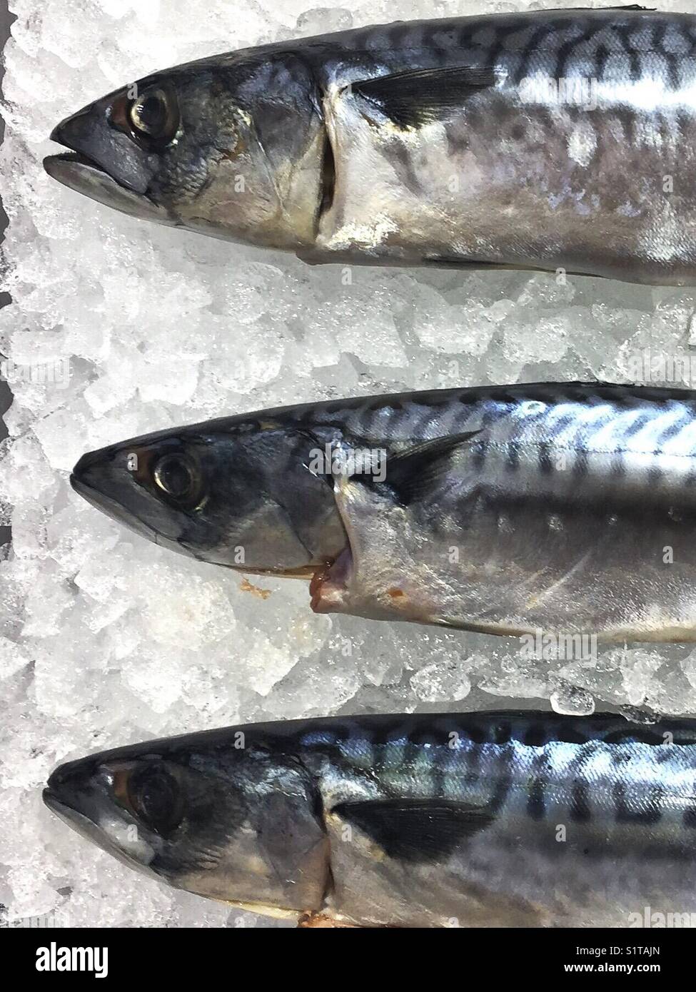 Frischer Fisch auf Eis - Makrele Stockfoto