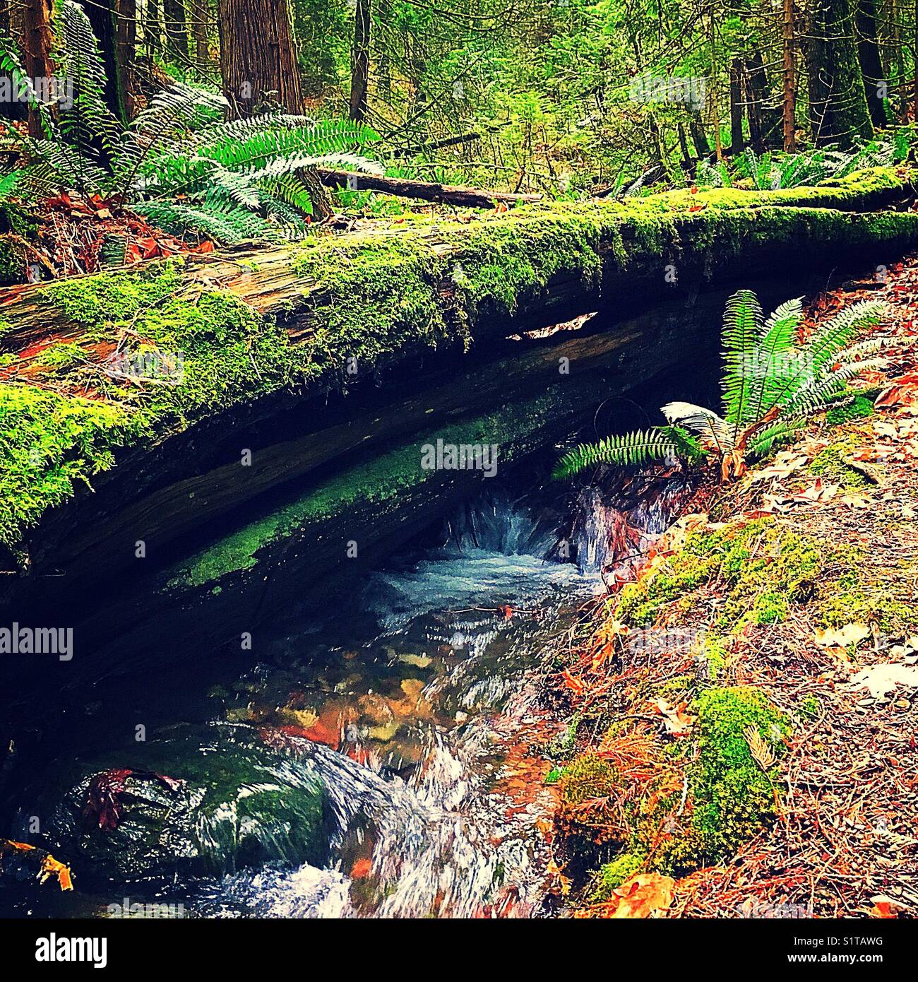 West Coast Wald mit Bach Stockfoto