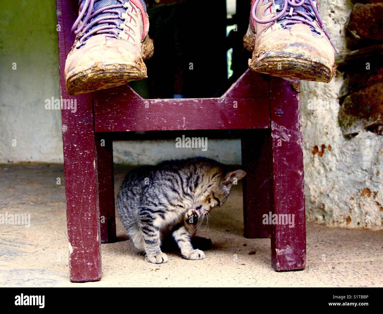 Süße kleine Kitty und schlammigen Schuhen Stockfoto