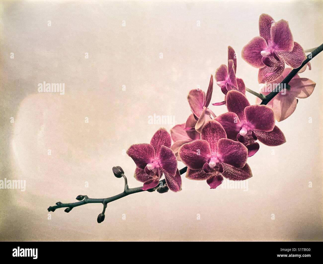 Blühender Zweig des Purple orchid - Smartphone-aufgenommenes Stockfoto