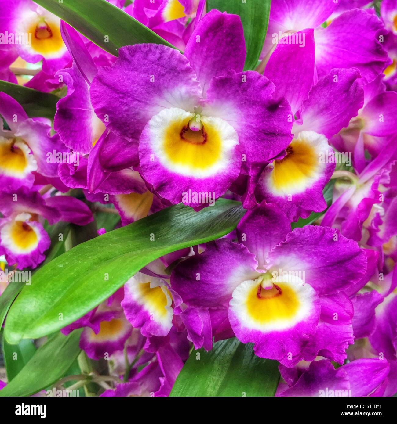 Orchid Dendrobium „ Star Class Lilac“ - Smartphone-aufgenommenes Stockfoto