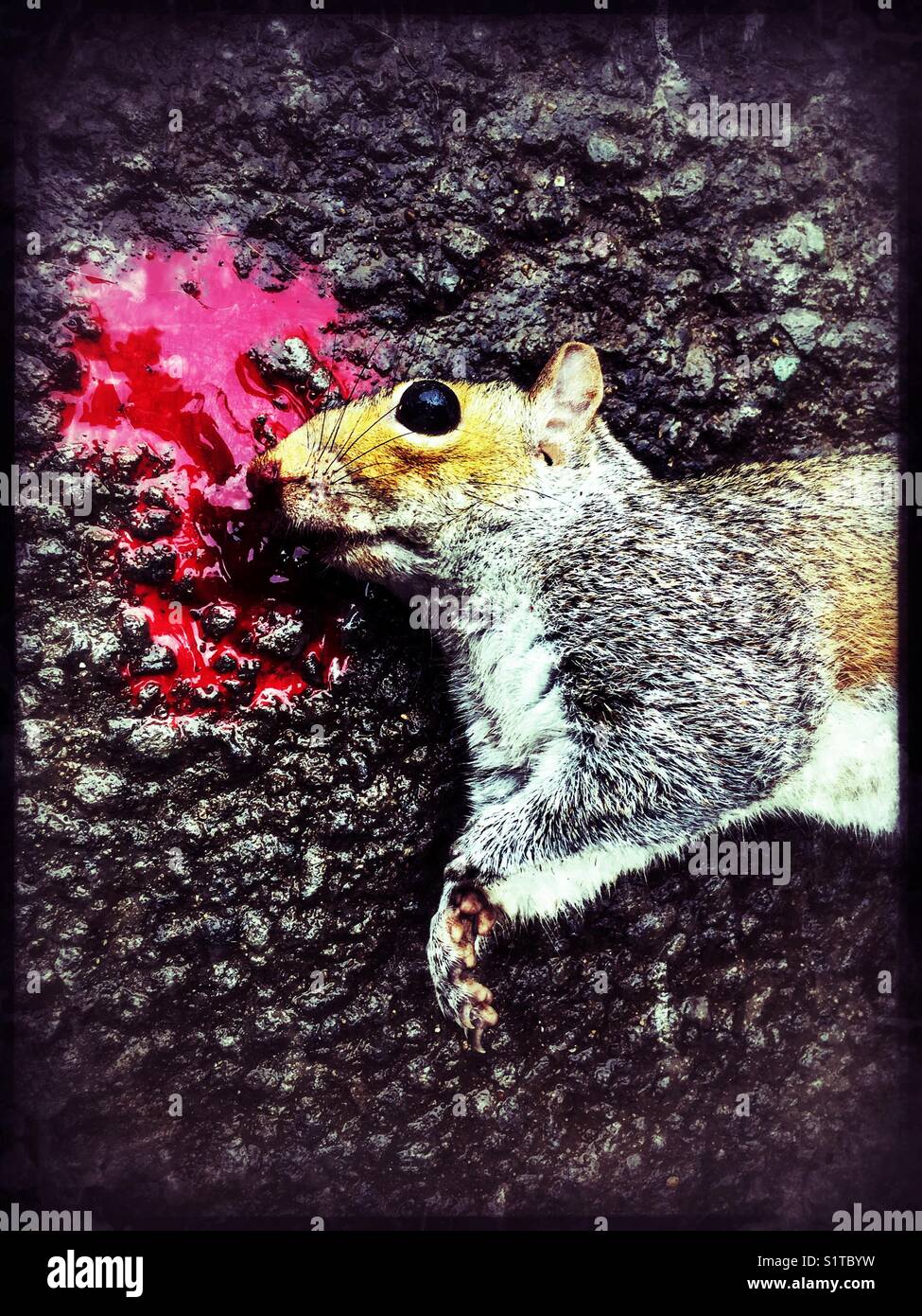 Kill Squirrel Stockfoto