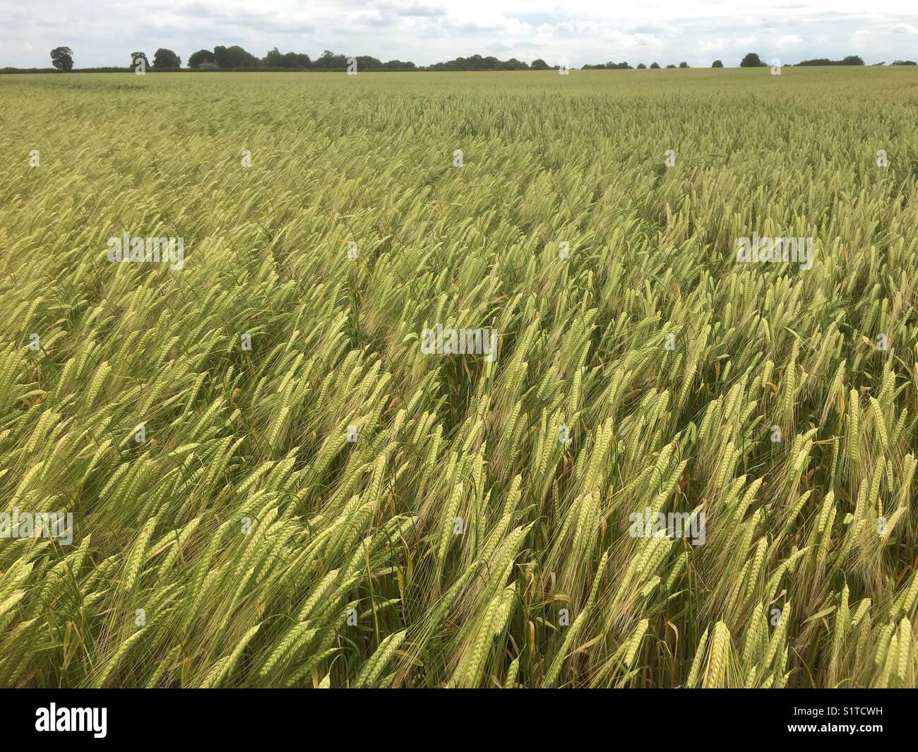Wintergerste in Lincolnshire, England, Vereinigtes Königreich - Smartphone-aufgenommenes Stockfoto