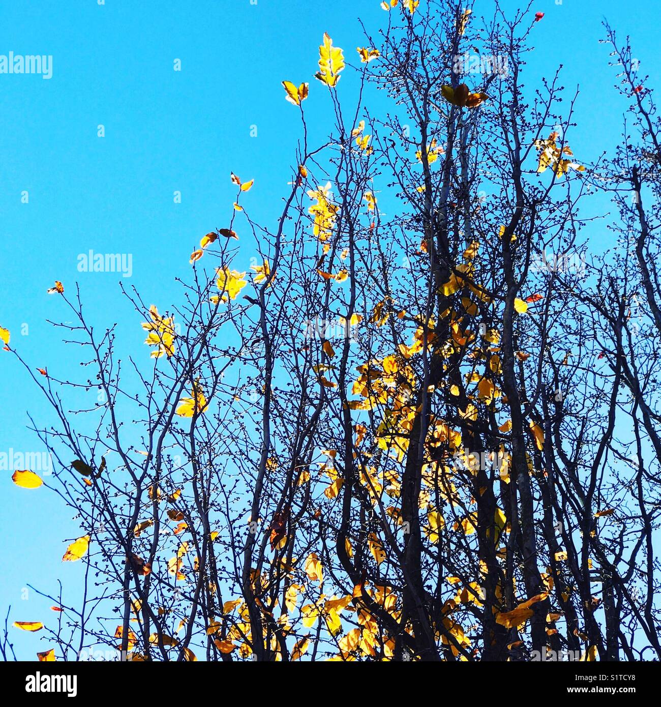 Herbstbaum nach dem Wind Stockfoto