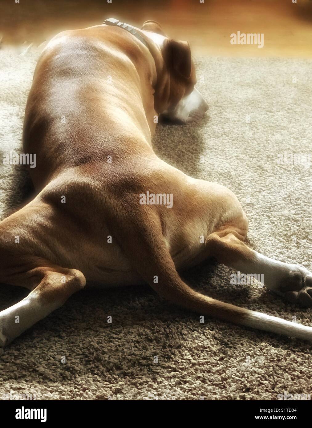Schlafende Hund ausgestreckt auf seinem Bauch. Stockfoto