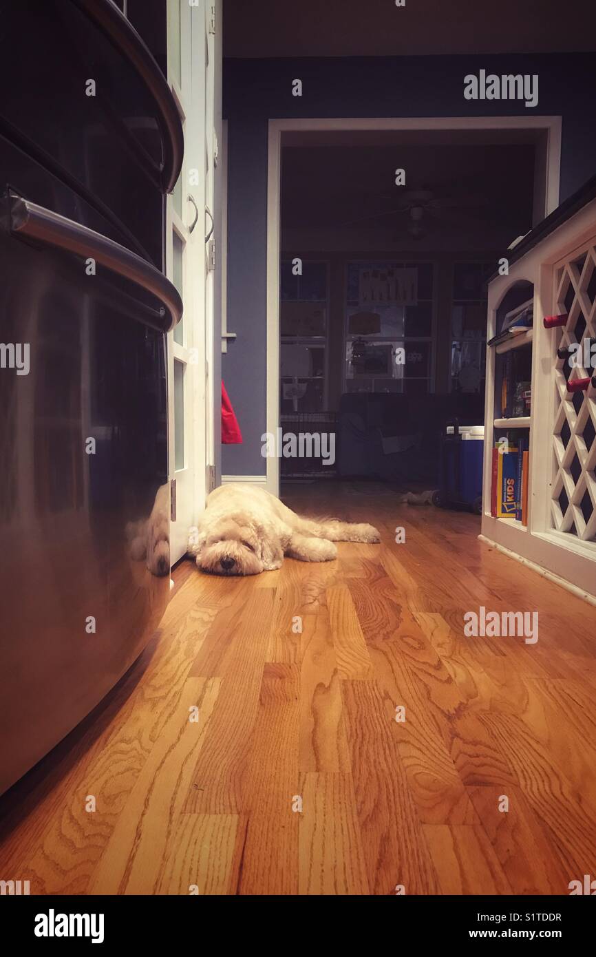 Hund schläft in der Küche während des Wartens auf das Essen. Stockfoto