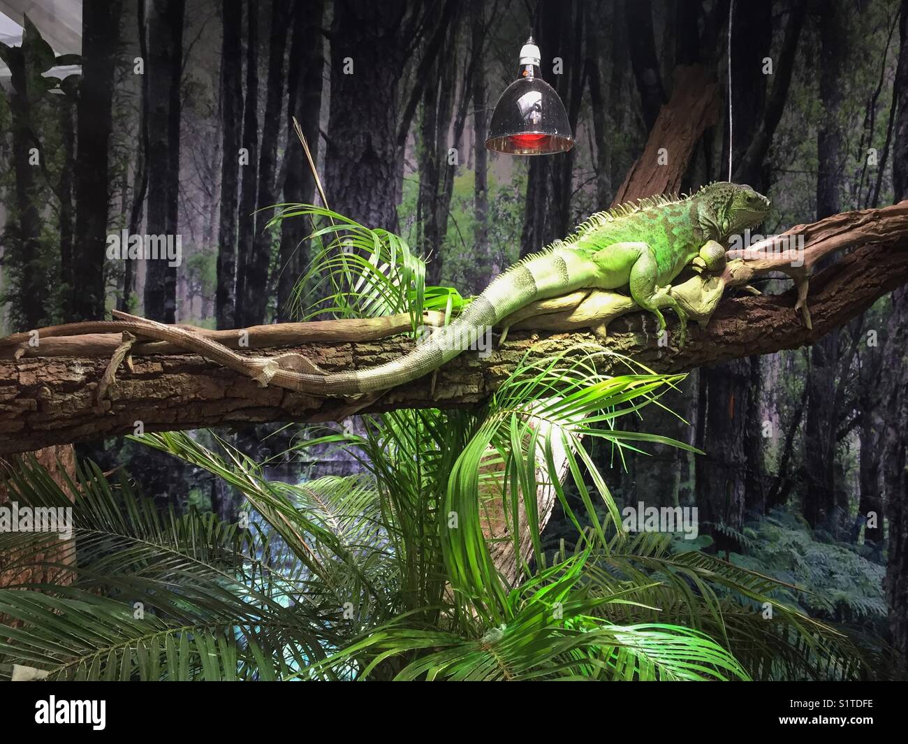 Green iguana terrarium -Fotos und -Bildmaterial in hoher Auflösung – Alamy
