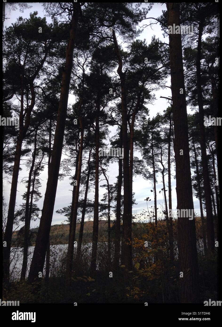 Tannen rund um das Fewston Reservoir, Harrogate, Großbritannien. - Smartphone-aufgenommenes Stockfoto