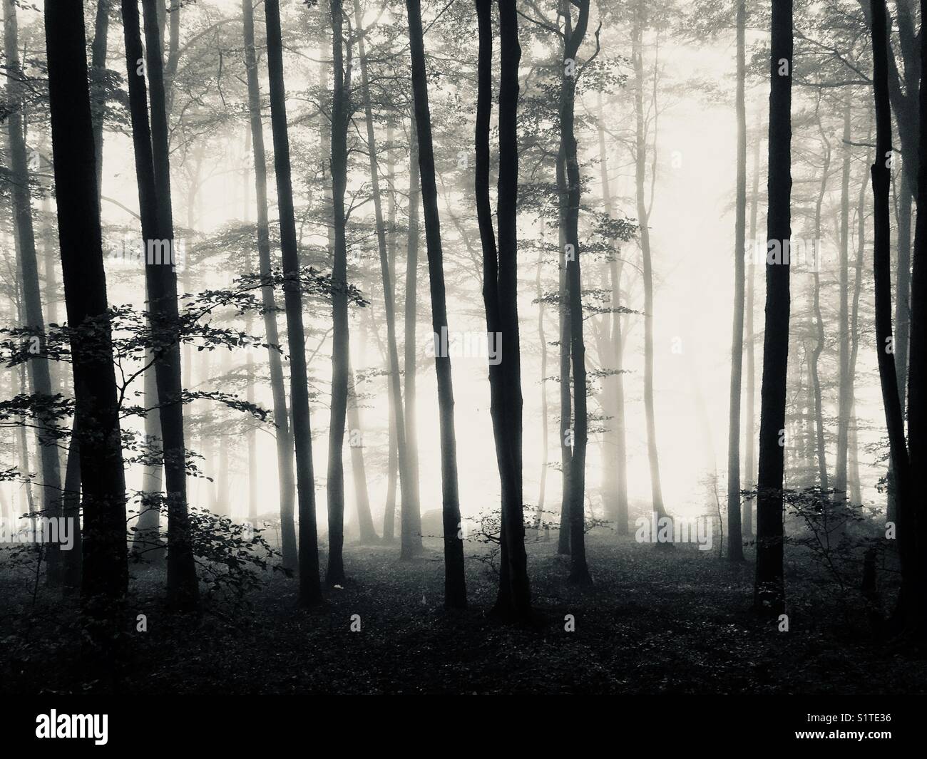 Schwarze und weiße Wald im Nebel Stockfoto