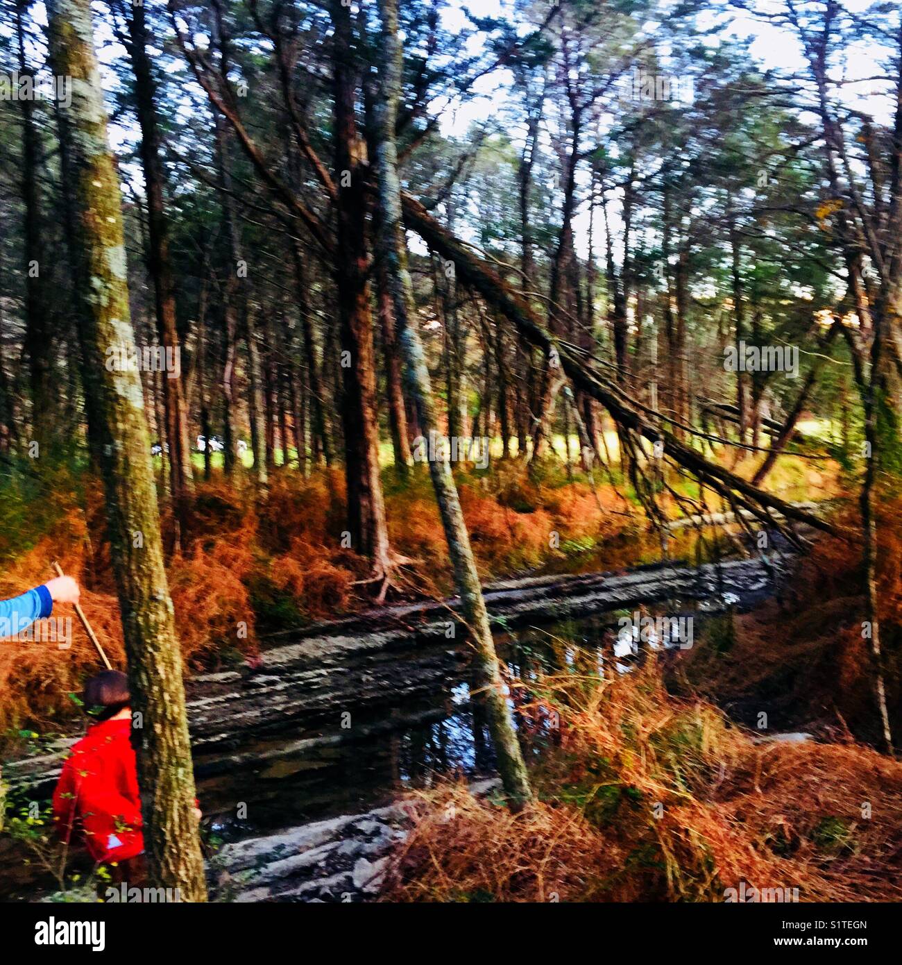 Ein Spaziergang im Wald Stockfoto