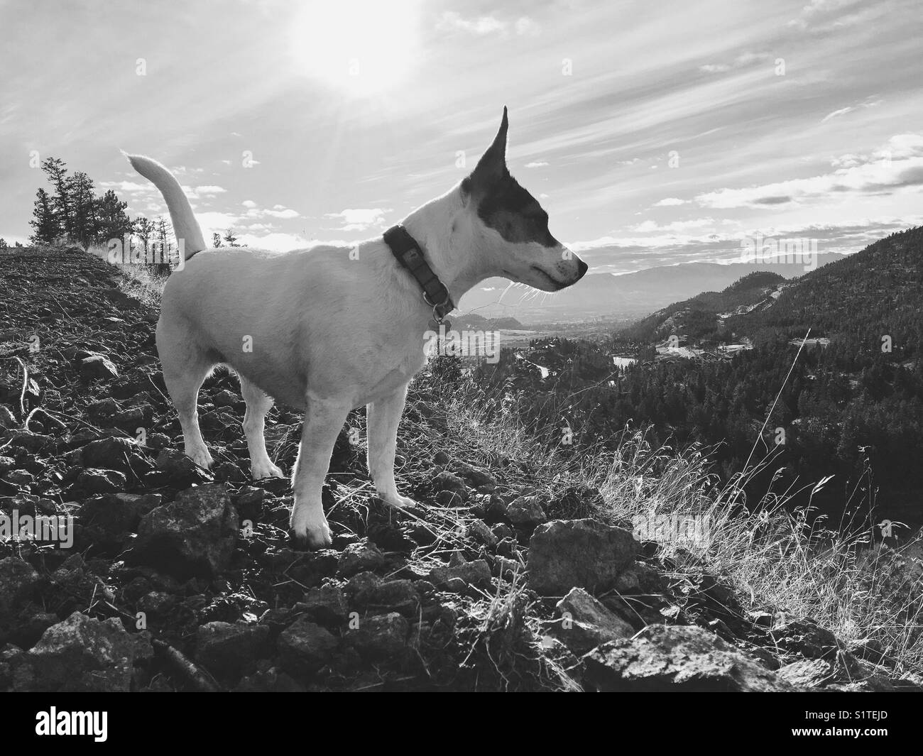 Hund, der am Rande des Berges steht und die Aussicht betrachtet. Hintergrundbeleuchtung. In schwarz und weiß. Stockfoto