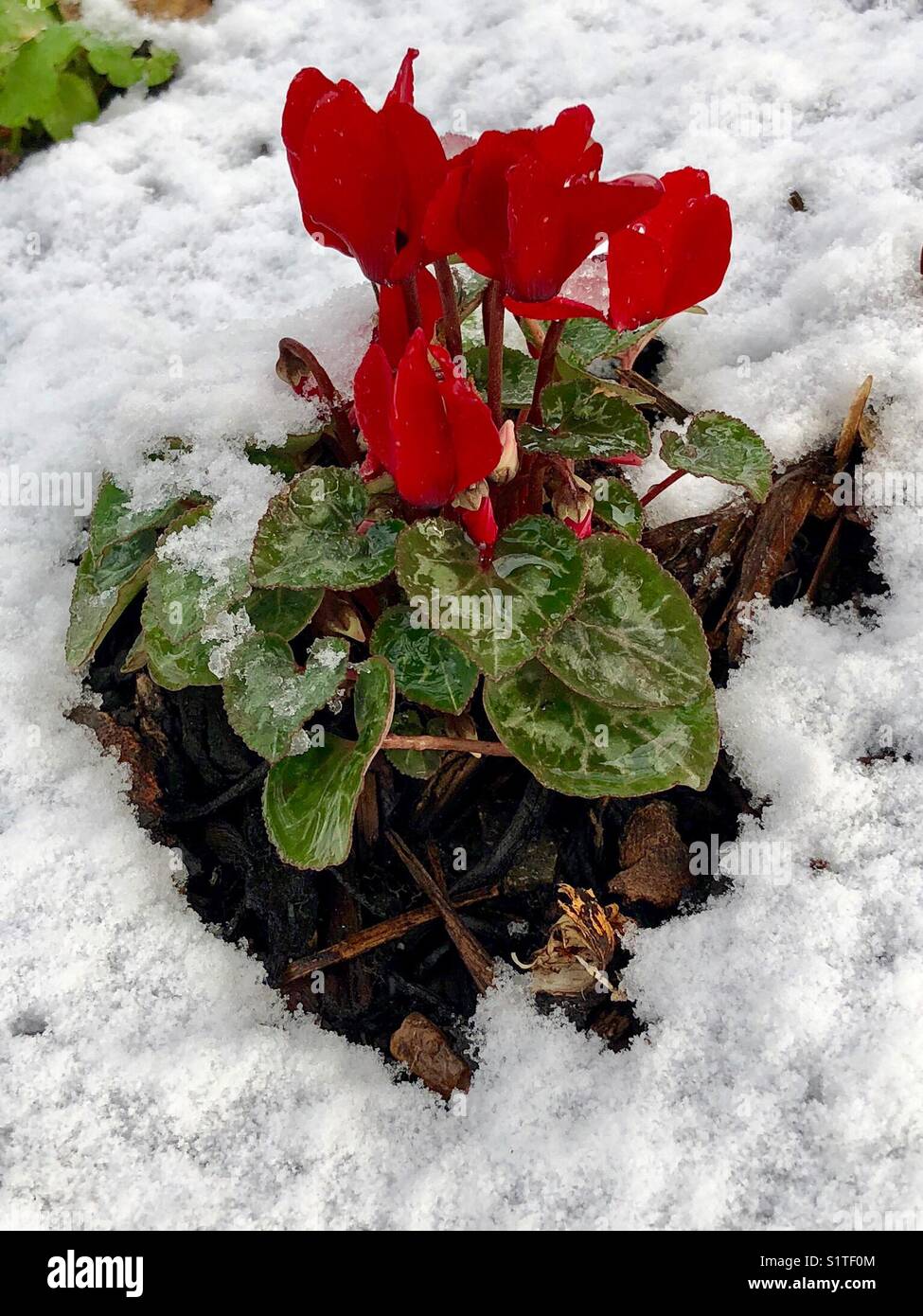 Red cyclamen Werk im hellen Schnee Stockfoto