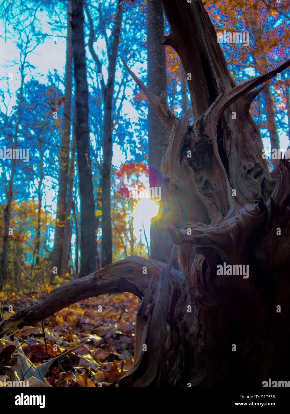 Dunkle, umgedrehte Baumwurzeln gegen Sonnenuntergang in North Carolina in Herbstwäldern Stockfoto