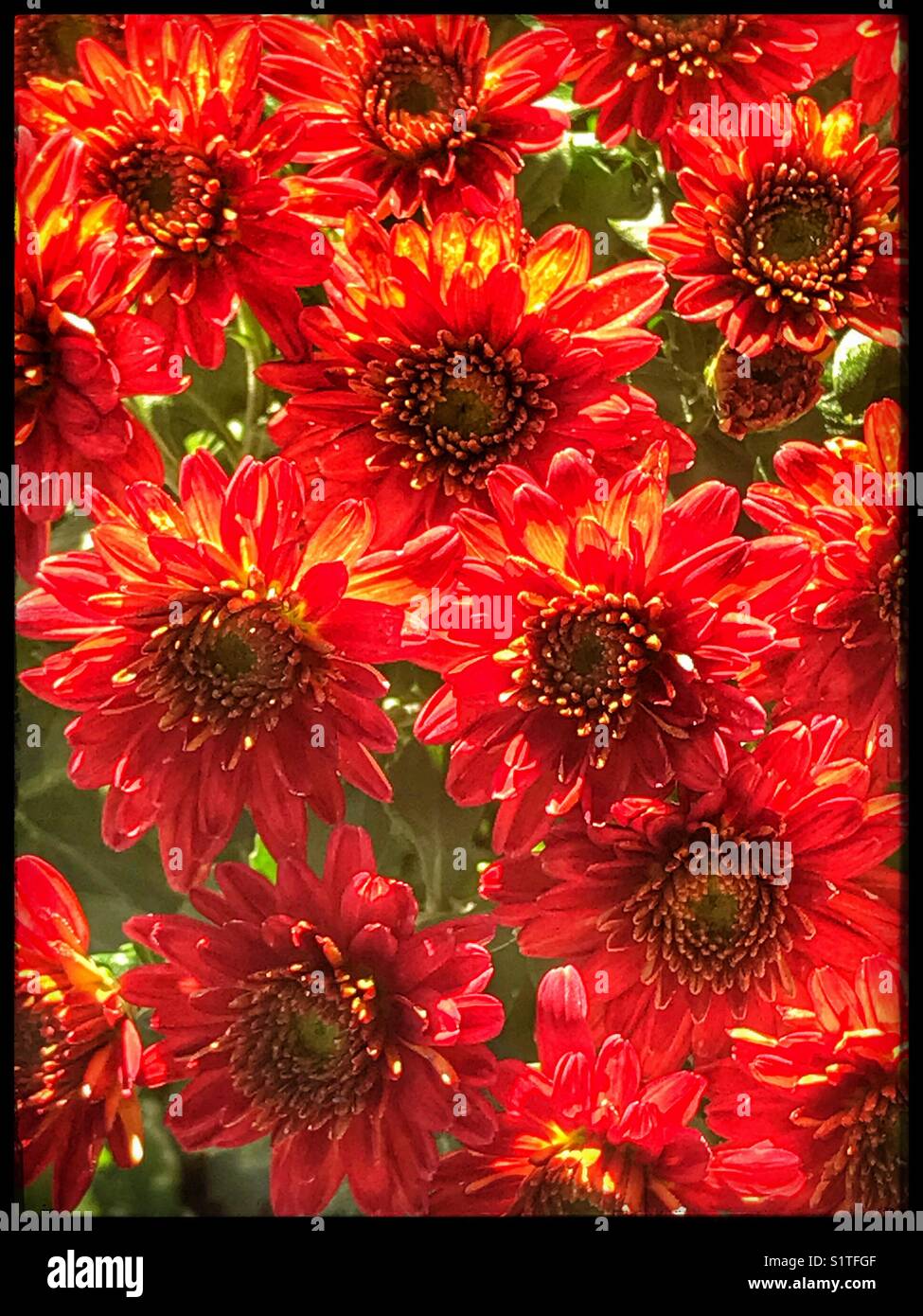 Leuchtend rote Chrysanthemen Blumen mit Hintergrundbeleuchtung in hellem Sonnenlicht Stockfoto