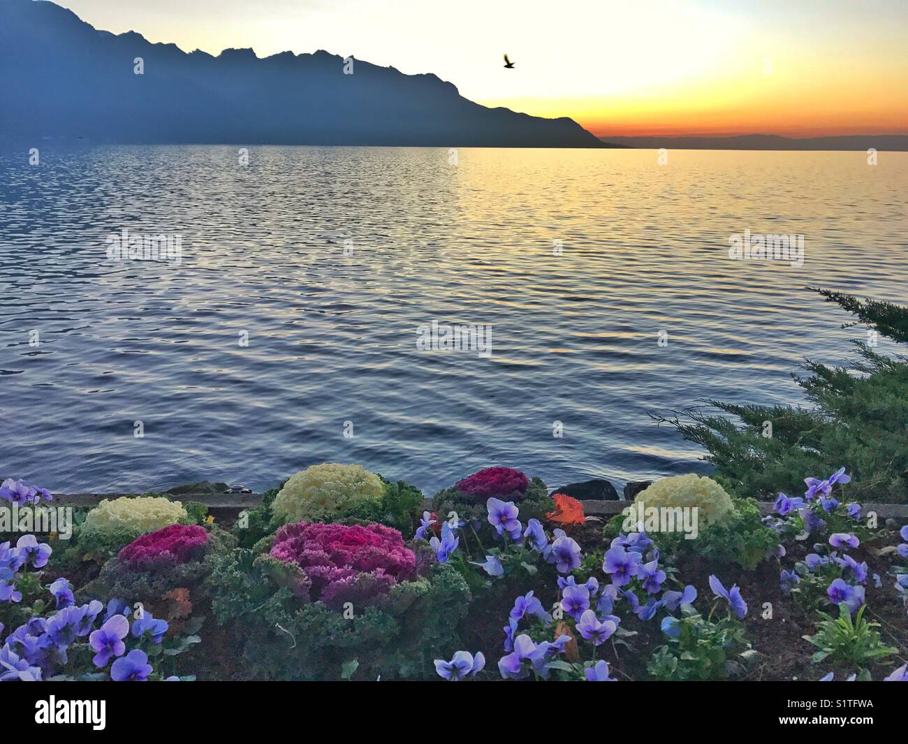 Blumen, See, die Berge und den Sonnenuntergang Stockfoto