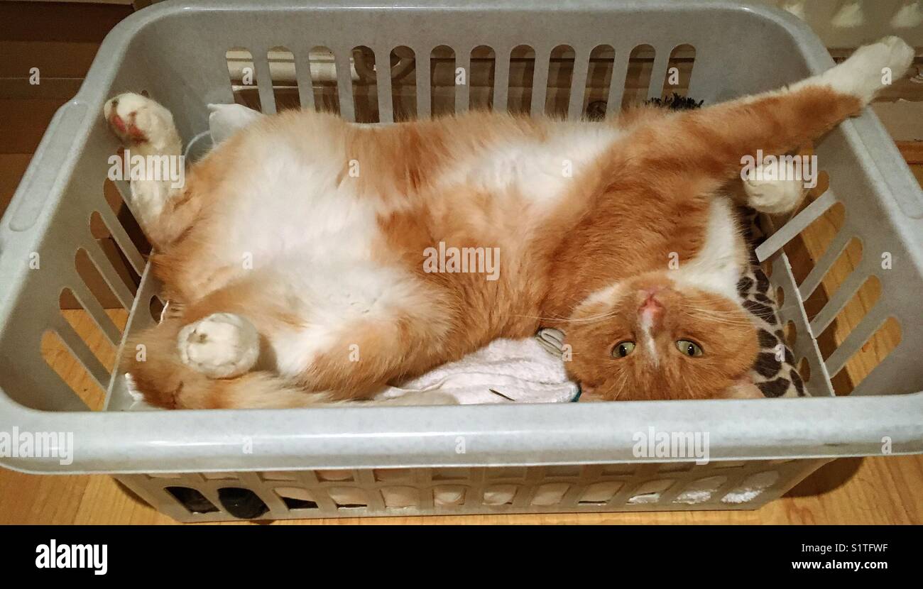 Eine heimische Ingwerkatze in einem Waschkorb Stockfoto