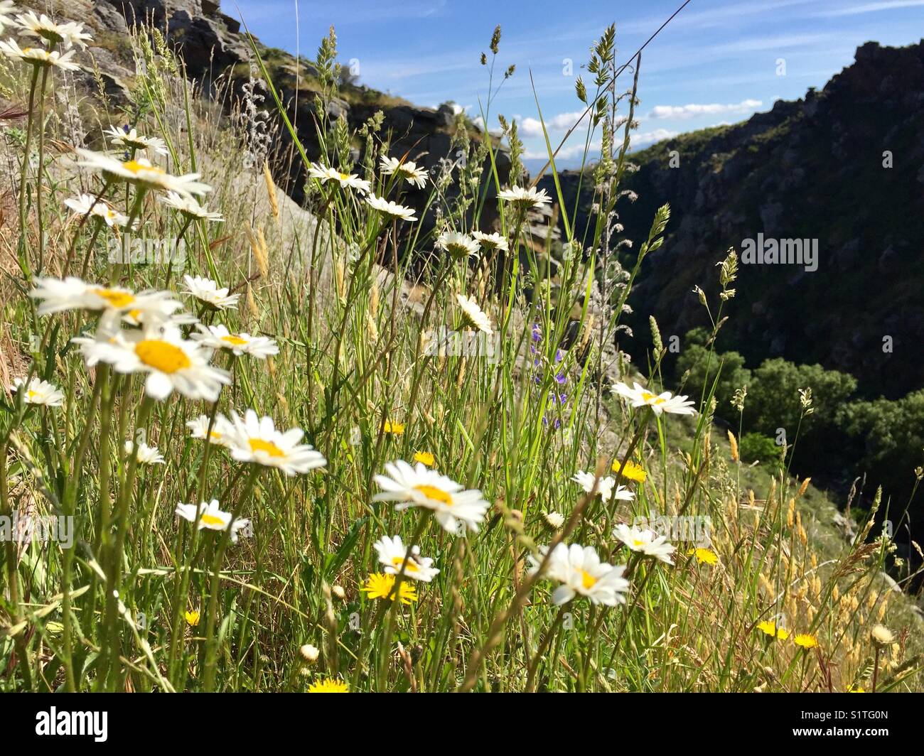 Wilde Blumen in rauer Landschaft Stockfoto