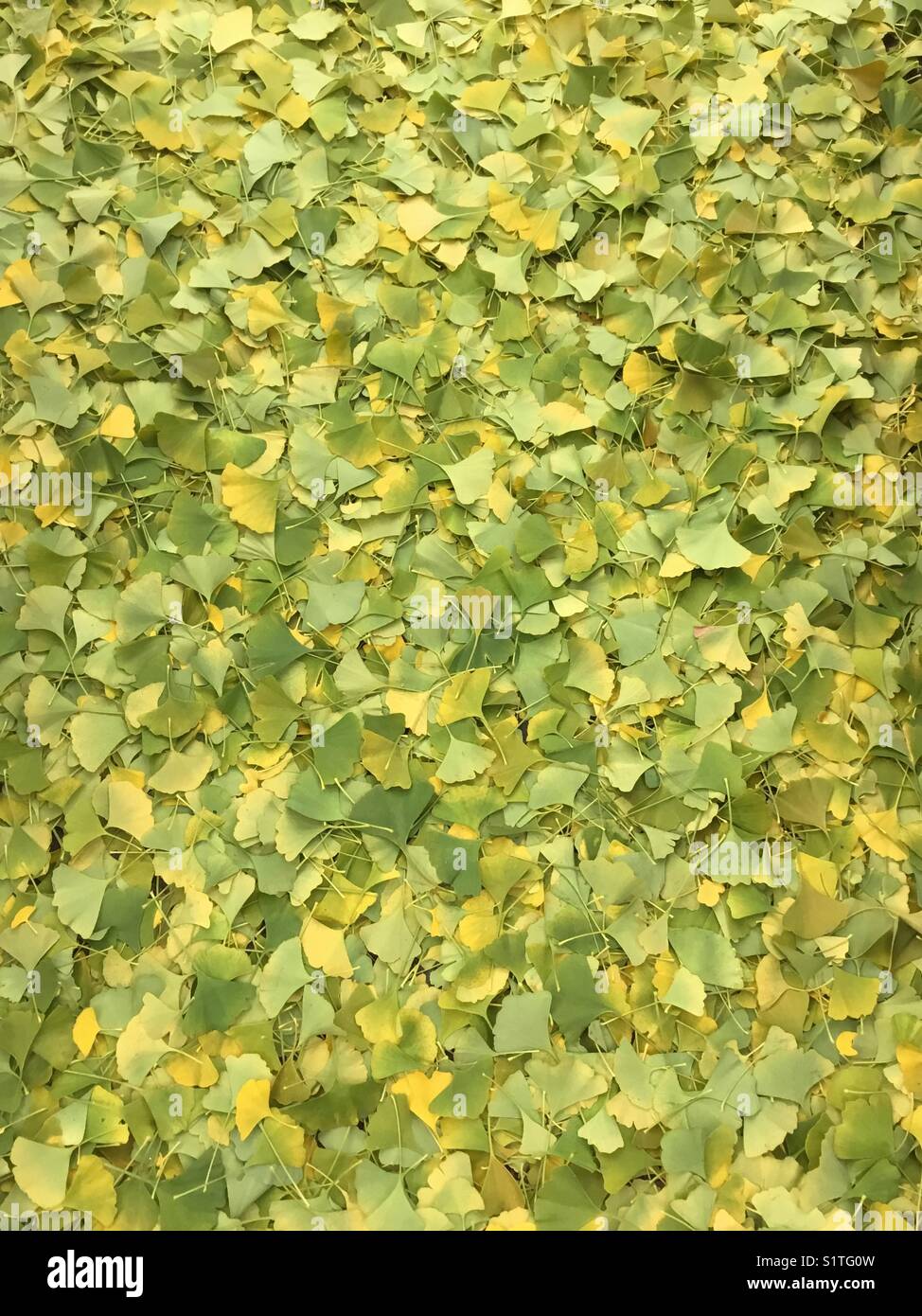 Gelbe und grüne Ginkgoblätter Stockfoto