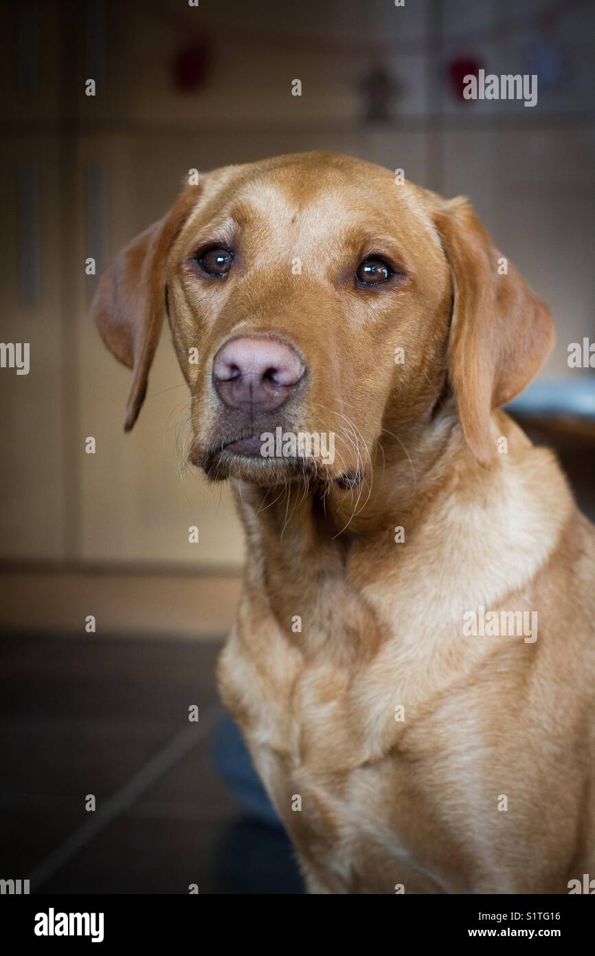 Ein Porträt von einem gelben Golden Retriever Labrador Hund sitzen im Innenbereich Stockfoto