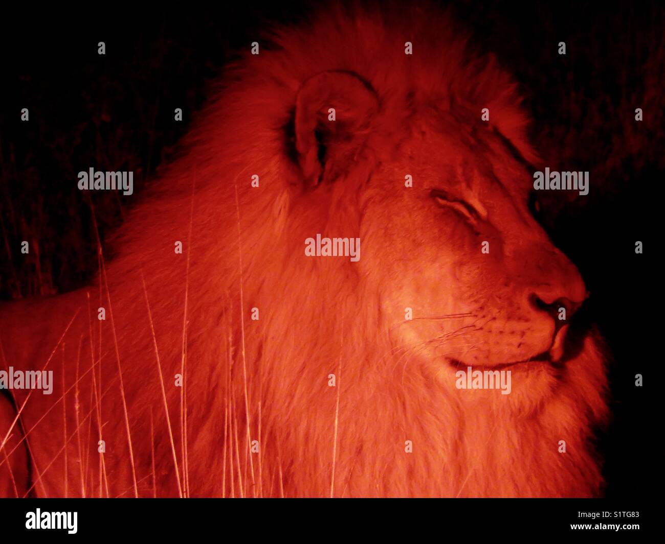 Lion, Night Safari im Etosha Stockfoto