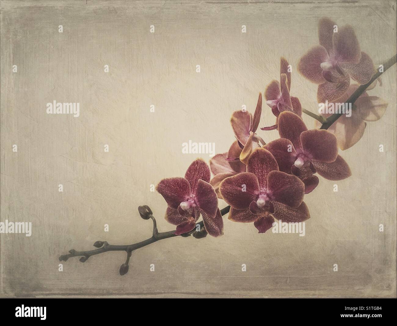 Blühender Zweig des Purple orchid - Smartphone-aufgenommenes Stockfoto