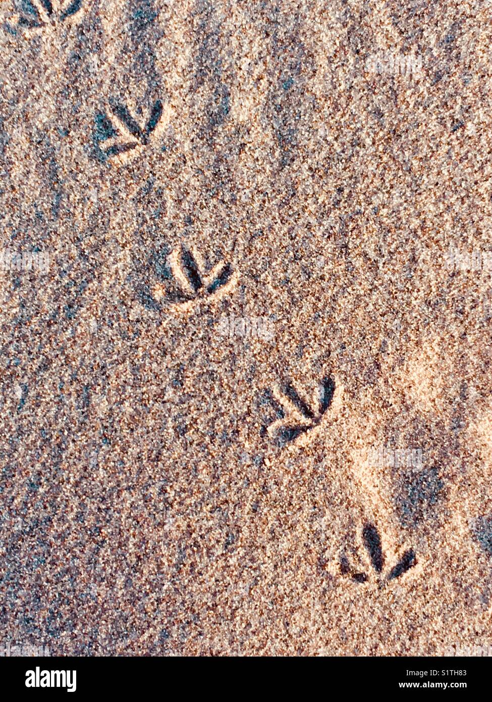Vogel-Drucke in sand Stockfoto